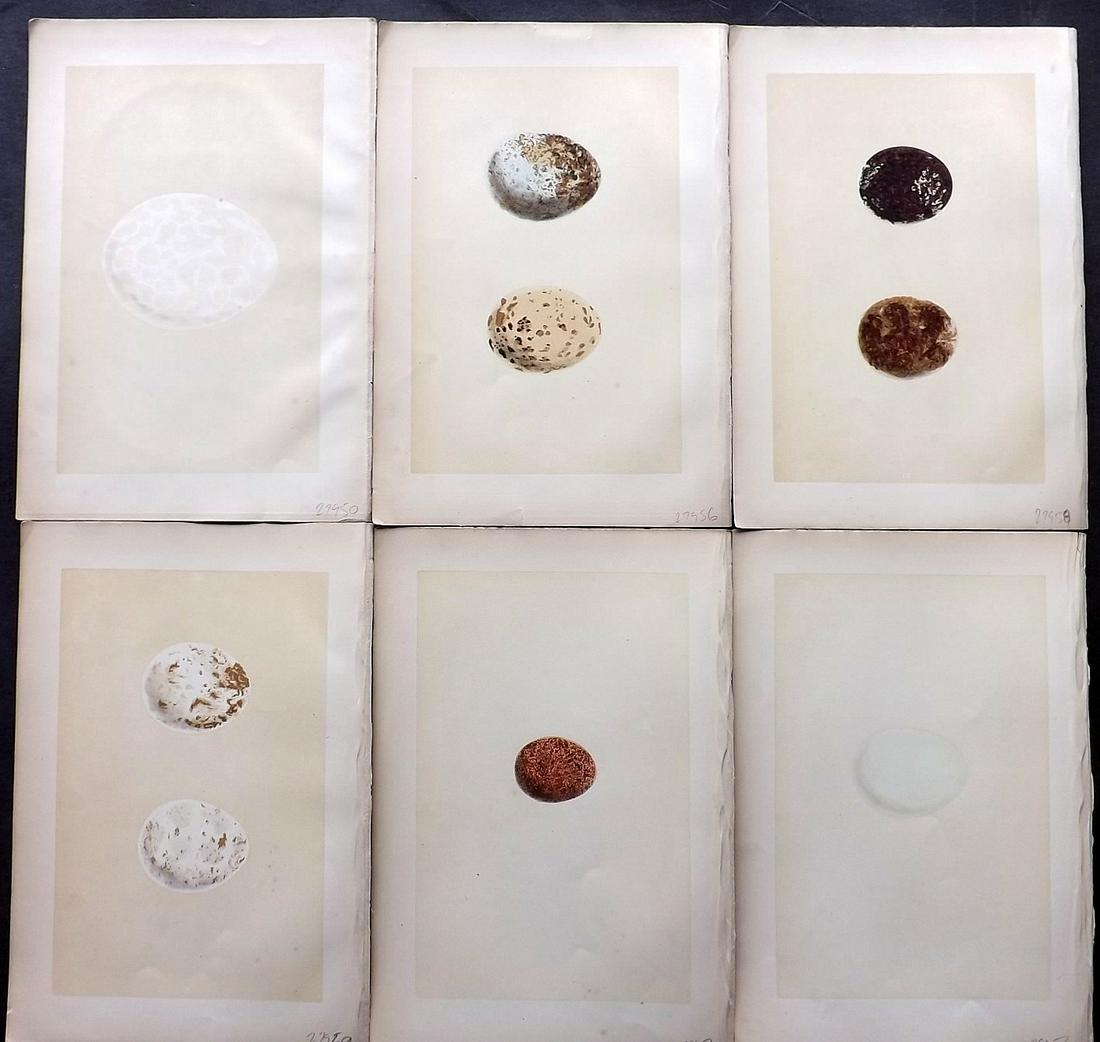 Morris, Francis 1870 Lot of 6 Bird Egg Prints: Woodblocks Published 1870, London for "A Natural History of the Nests and Eggs of British Birds" By the Rev. Francis Orpen Morris, printed Benjamin Fawcett. Most Plates printed in colours and finished