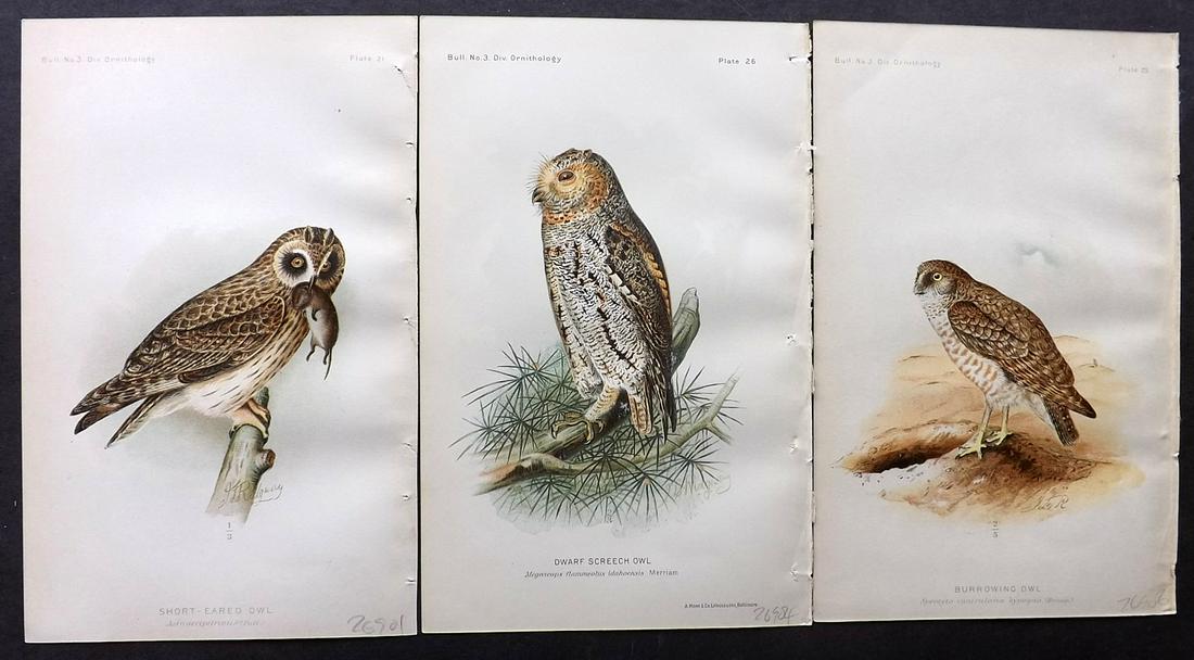 Ridgway, John 1893 Lot of 3 USA Birds Prints. Owls (1 of 2)