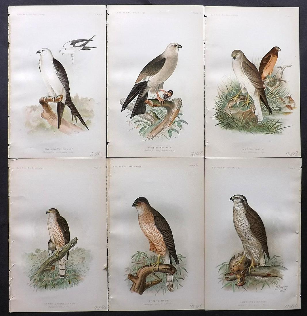 Ridgway, John 1893 Lot of 6 USA Birds of Prey Prints: Chromolithogaph Published 1893 by the U. S. Department of Agriculture, Washington for "The Hawks and Owls of the United States" by C. Hart Merriam and A. K. Fisher. Illustrated by John L. Ridgway. Pap