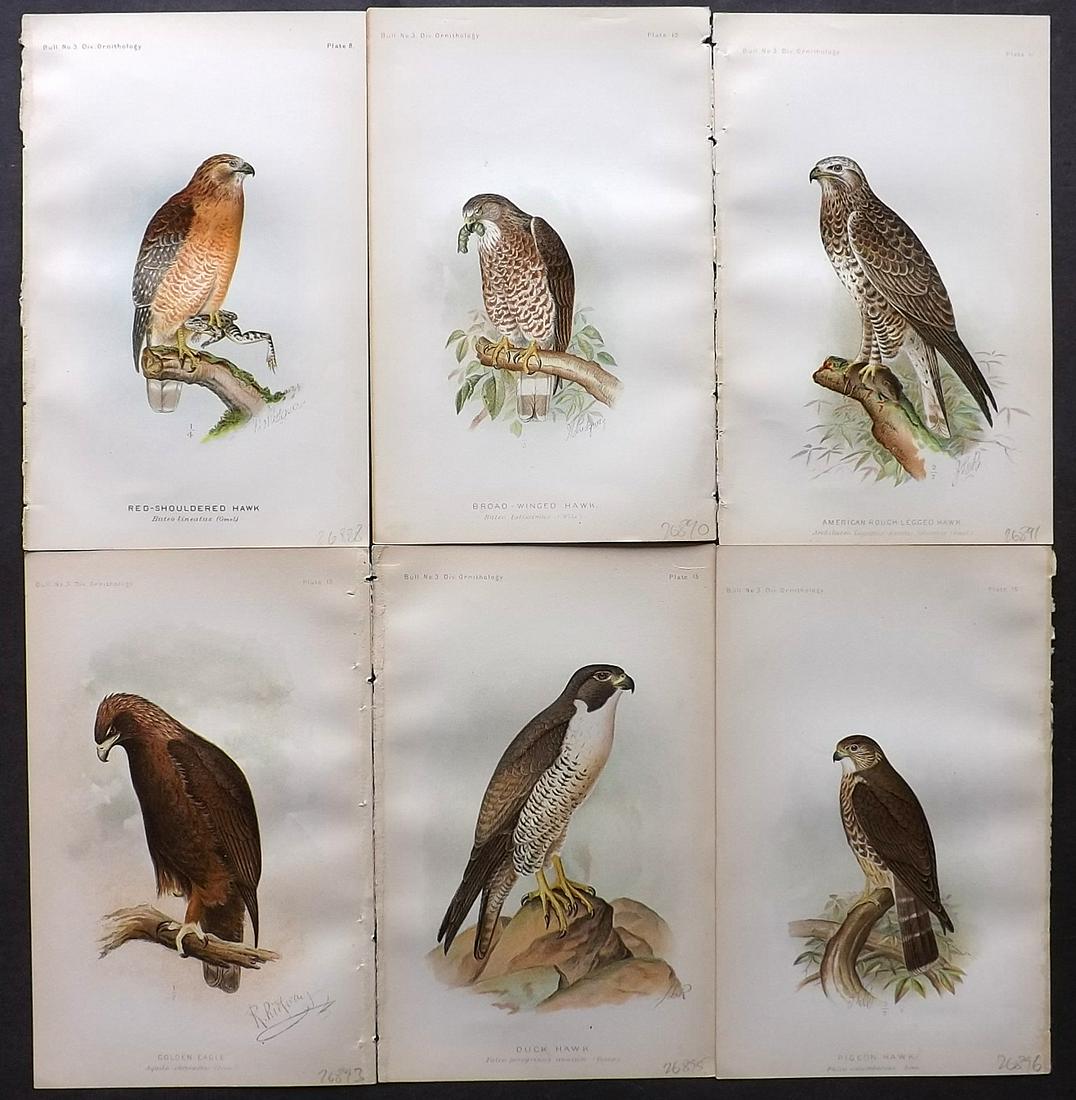 Ridgway, John 1893 Lot of 6 USA Birds of Prey Prints: Chromolithogaph Published 1893 by the U. S. Department of Agriculture, Washington for "The Hawks and Owls of the United States" by C. Hart Merriam and A. K. Fisher. Illustrated by John L. Ridgway. Pap