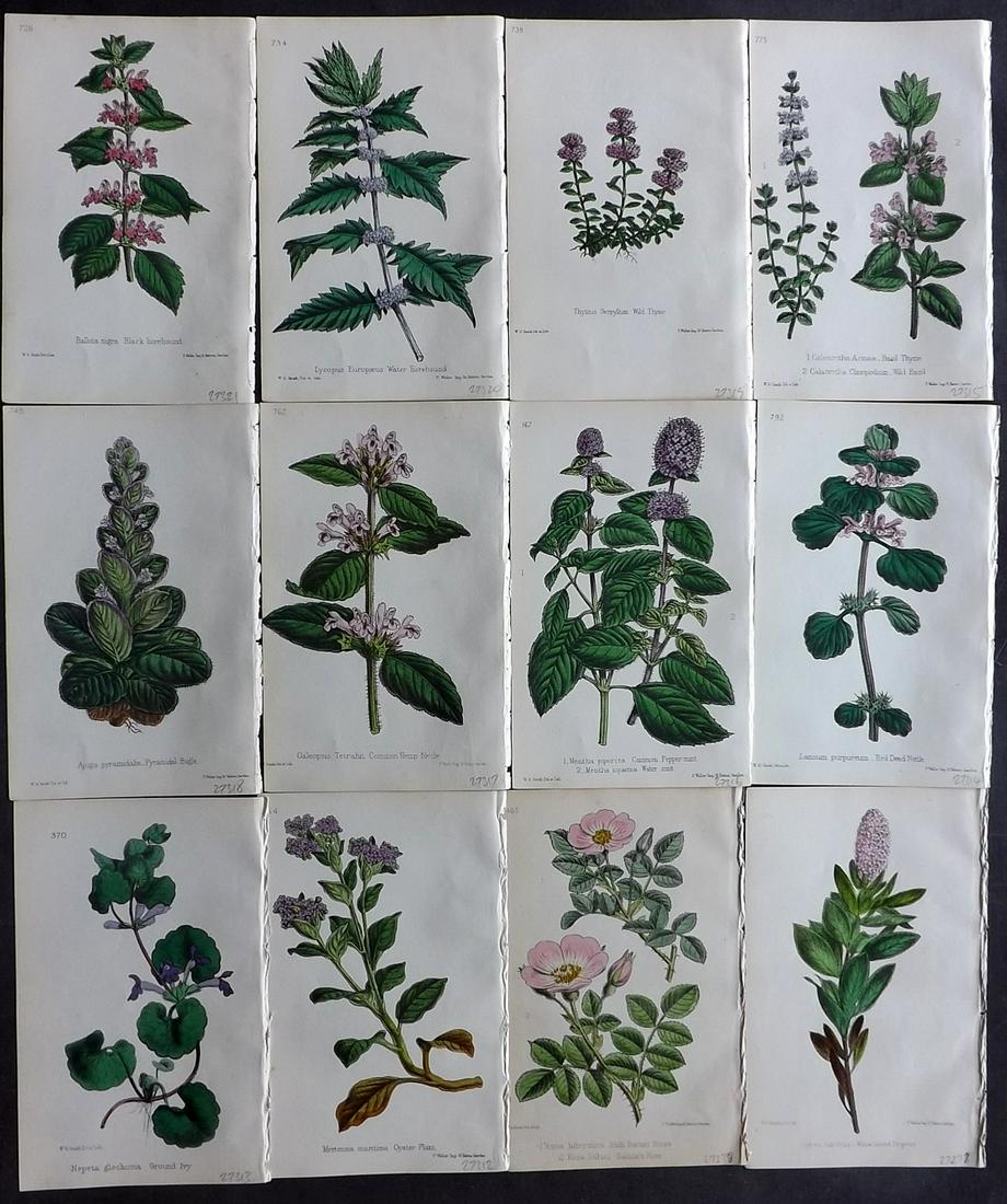 Hogg & Johnson C1870 Lot of 12 HCol Botanical Prints: Hand Coloured Lithographs Published 1863-1880, London for "The Wild Flowers of Great Britain" by Robert Hogg & George W. Johnson. Paper Size: 9 x 5.5 inch (23 x 14cm) Good Condition