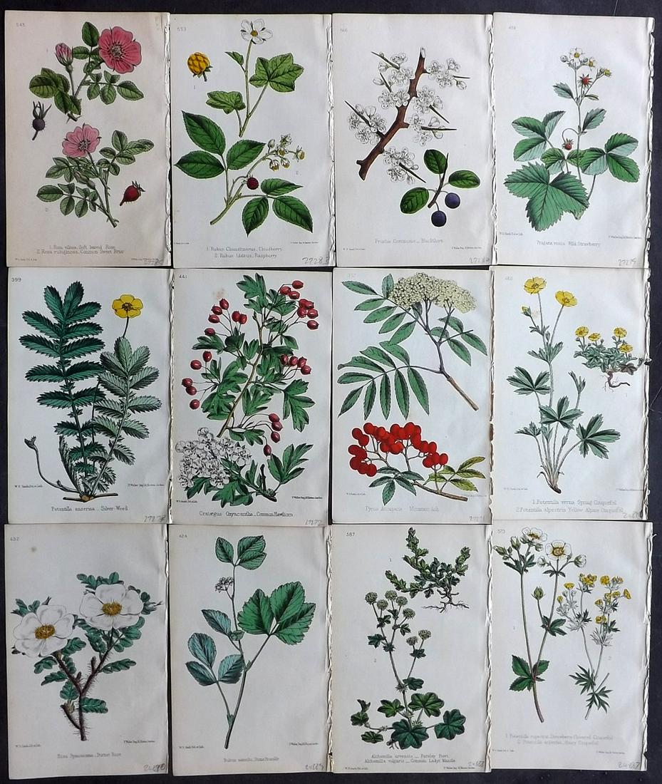 Hogg & Johnson C1870 Lot of 12 HCol Botanical Prints: Hand Coloured Lithographs Published 1863-1880, London for "The Wild Flowers of Great Britain" by Robert Hogg & George W. Johnson. Paper Size: 9 x 5.5 inch (23 x 14cm) Good Condition