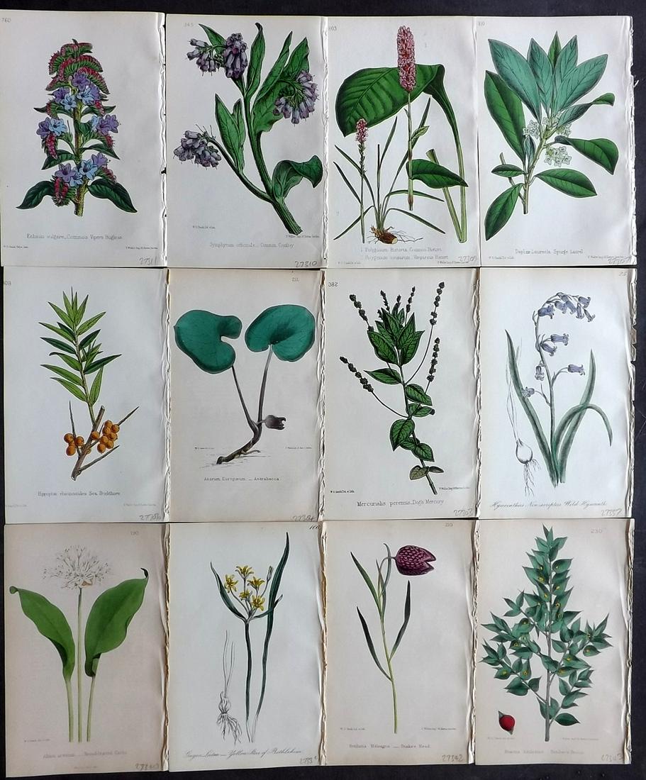 Hogg & Johnson C1870 Lot of 12 HCol Botanical Prints: Hand Coloured Lithographs Published 1863-1880, London for "The Wild Flowers of Great Britain" by Robert Hogg & George W. Johnson. Paper Size: 9 x 5.5 inch (23 x 14cm) Good Condition