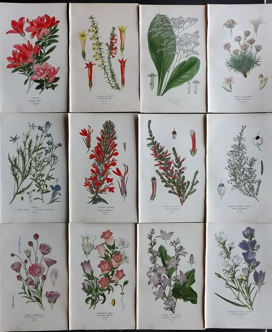 Step, Edward 1897 Lot of 12 Botanical Prints: Chromolithograph Published 1896-97 by Frederick Warne & Co., London for "Favourite Flowers of Garden and Greenhouse" by Edward Step and William Waton. Paper Size: 9.5 x 6 inch (24 x 15cm) Good Conditi