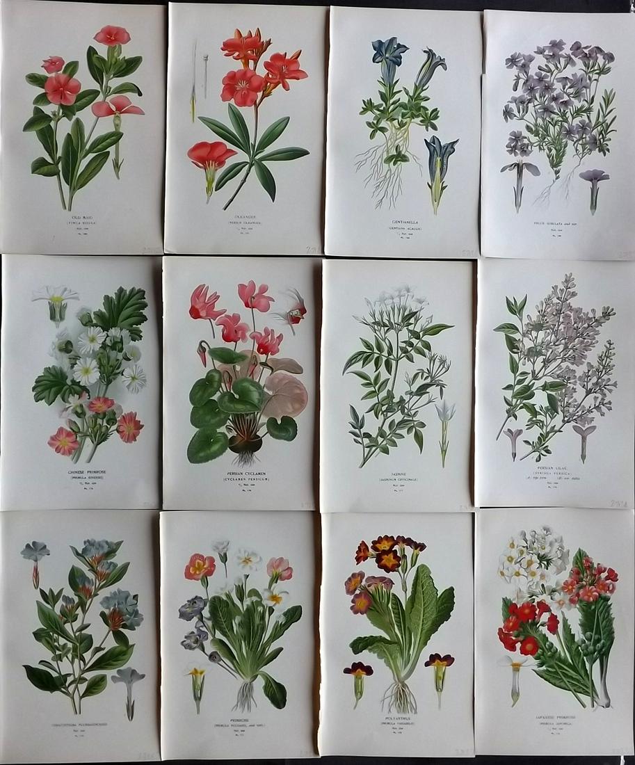Step, Edward 1897 Lot of 12 Botanical Prints: Chromolithograph Published 1896-97 by Frederick Warne & Co., London for "Favourite Flowers of Garden and Greenhouse" by Edward Step and William Waton. Paper Size: 9.5 x 6 inch (24 x 15cm) Good Conditi