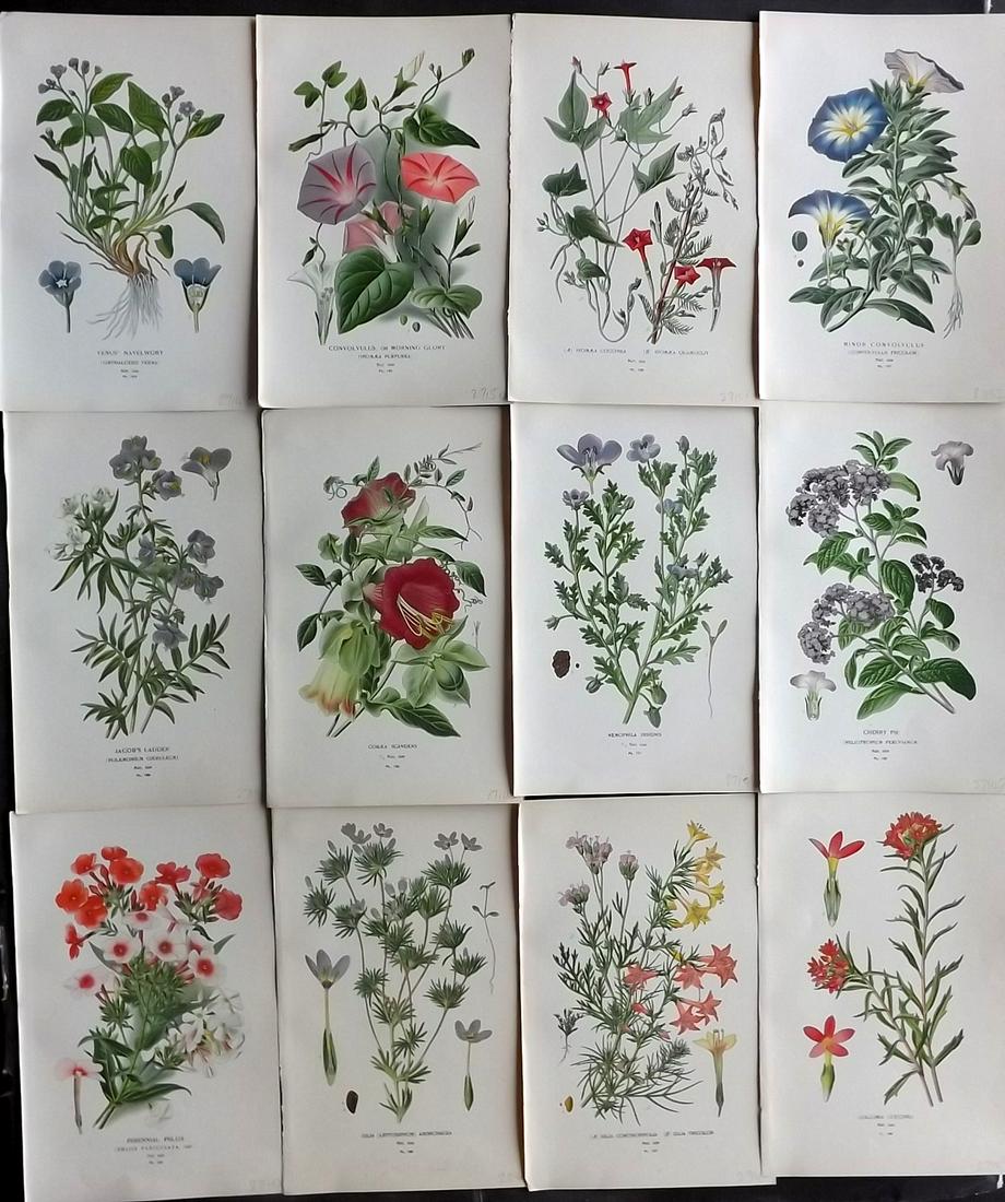Step, Edward 1897 Lot of 12 Botanical Prints: Chromolithograph Published 1896-97 by Frederick Warne & Co., London for "Favourite Flowers of Garden and Greenhouse" by Edward Step and William Waton. Paper Size: 9.5 x 6 inch (24 x 15cm) Good Conditi