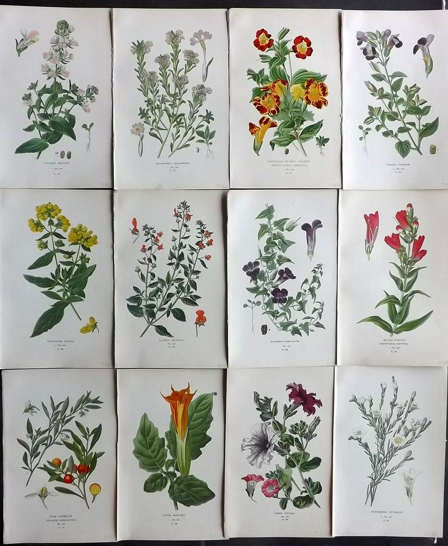 Step, Edward 1897 Lot of 12 Botanical Prints: Chromolithograph Published 1896-97 by Frederick Warne & Co., London for "Favourite Flowers of Garden and Greenhouse" by Edward Step and William Waton. Paper Size: 9.5 x 6 inch (24 x 15cm) Good Conditi