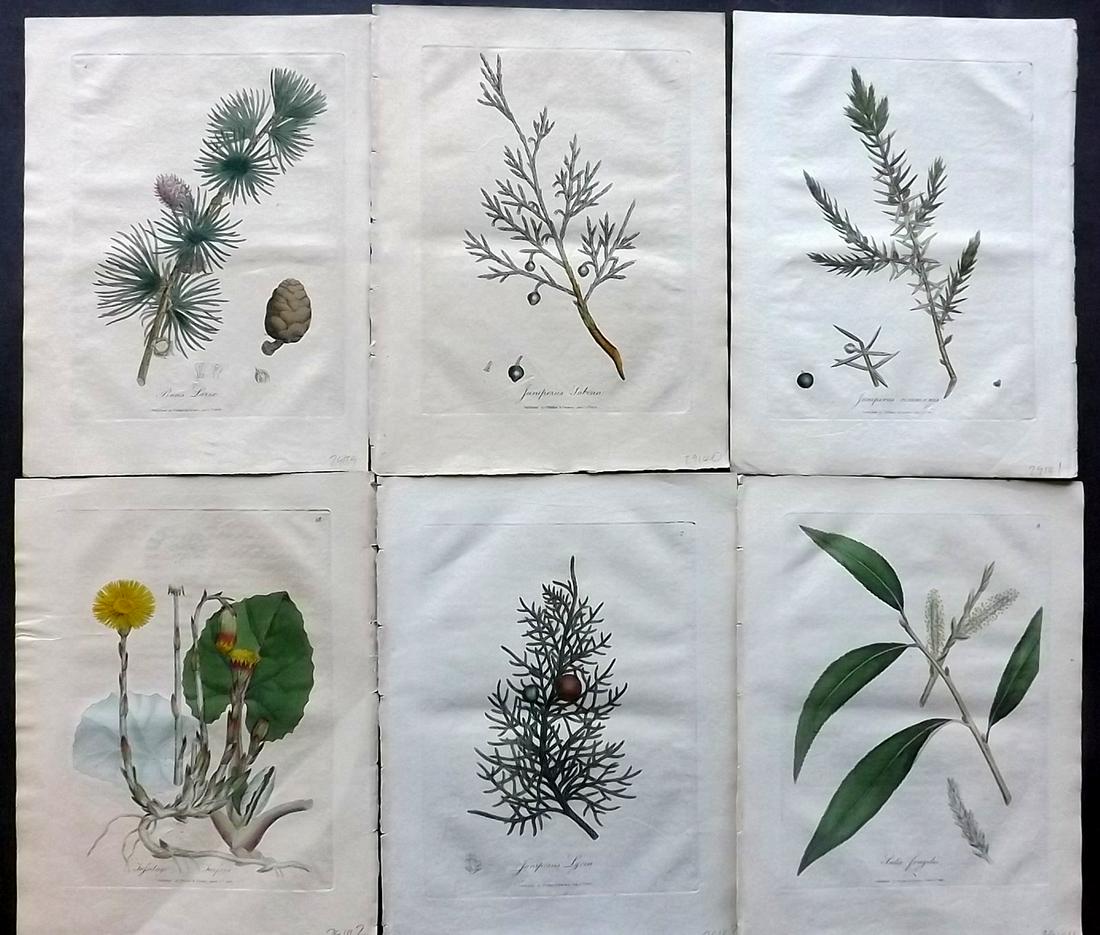 Woodville, William 1810 Lot of 6 HCol Botanical Prints: Hand Coloured Etchings Published 1810, London for "Medical Botany" by William Woodville. Paper Size: 9 x 7 inch (23 x 18cm) Minor browning/toning, otherwise Good Condition