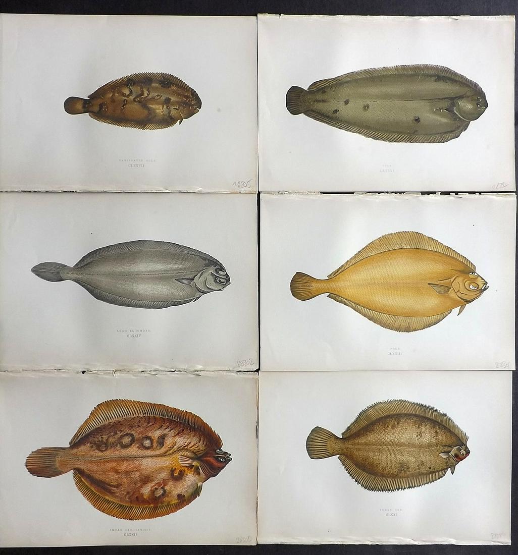 Couch, Jonathan 1877 Lot of 6 Fish Prints: Color Printed Woodblocks Published 1877, London for "A History of the Fishes of the British Islands" by Jonathan Couch. Paper Size: 9.5 x 6.5 inch (24 x 16.5cm) Good Condition