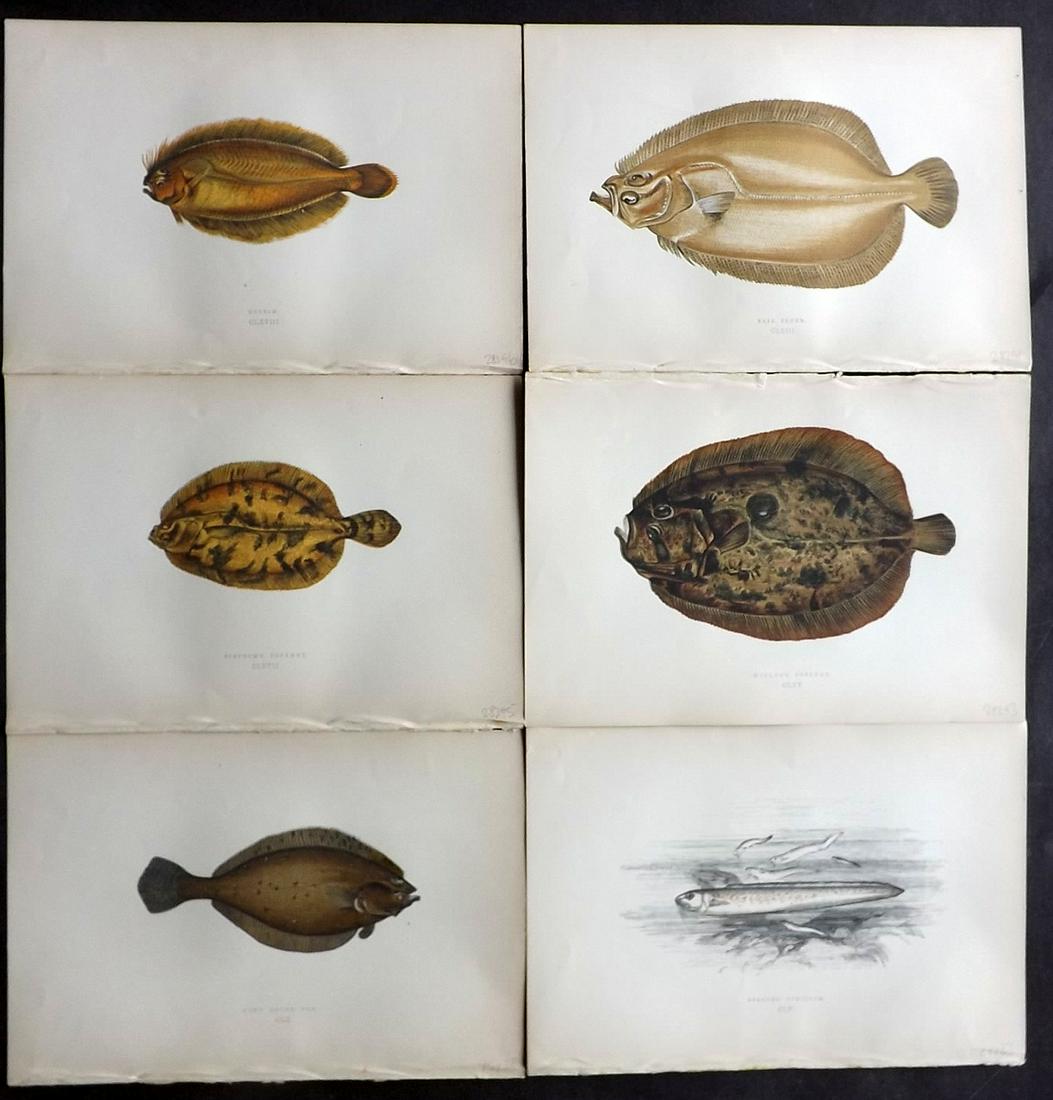 Couch, Jonathan 1877 Lot of 6 Fish Prints: Color Printed Woodblocks Published 1877, London for "A History of the Fishes of the British Islands" by Jonathan Couch. Paper Size: 9.5 x 6.5 inch (24 x 16.5cm) Good Condition