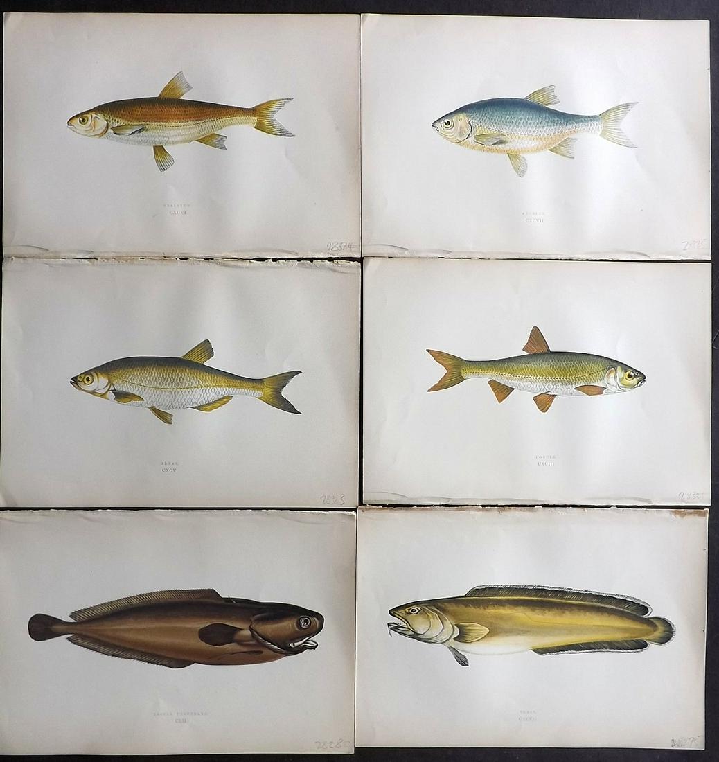Couch, Jonathan 1877 Lot of 6 Fish Prints: Color Printed Woodblocks Published 1877, London for "A History of the Fishes of the British Islands" by Jonathan Couch. Paper Size: 9.5 x 6.5 inch (24 x 16.5cm) Good Condition