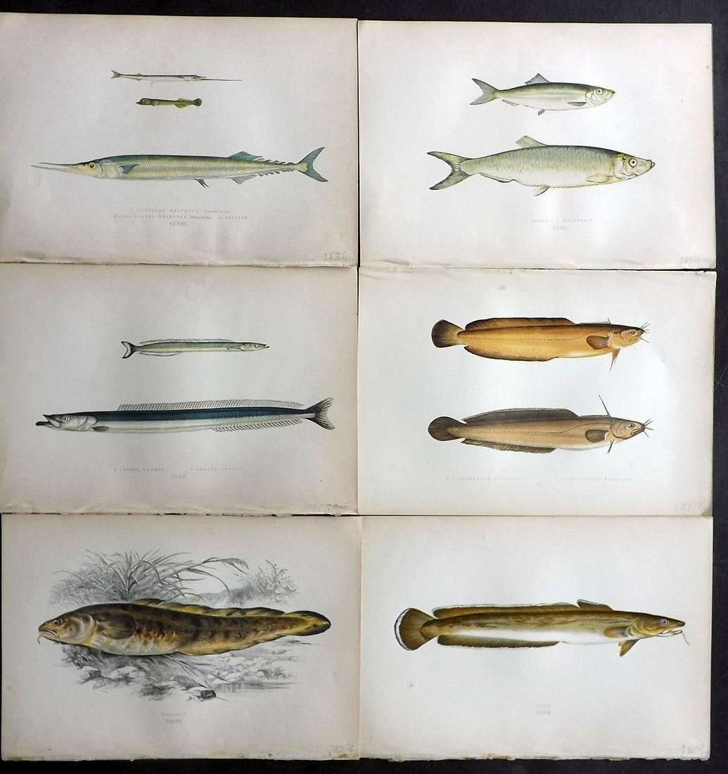 Couch, Jonathan 1877 Lot of 6 Fish Prints: Color Printed Woodblocks Published 1877, London for "A History of the Fishes of the British Islands" by Jonathan Couch. Paper Size: 9.5 x 6.5 inch (24 x 16.5cm) Good Condition