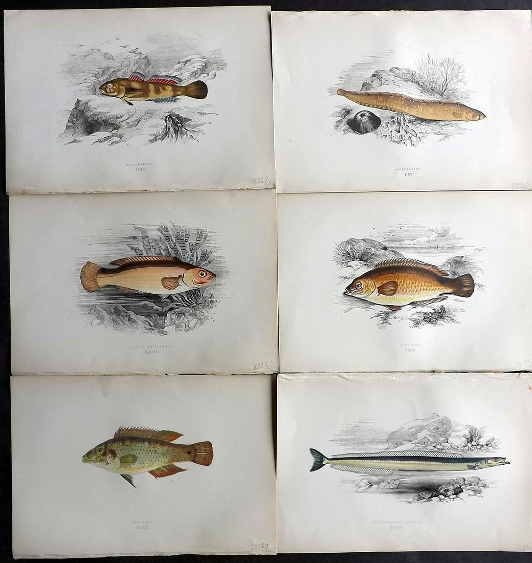 Couch, Jonathan 1877 Lot of 6 Fish Prints: Color Printed Woodblocks Published 1877, London for "A History of the Fishes of the British Islands" by Jonathan Couch. Paper Size: 9.5 x 6.5 inch (24 x 16.5cm) Good Condition