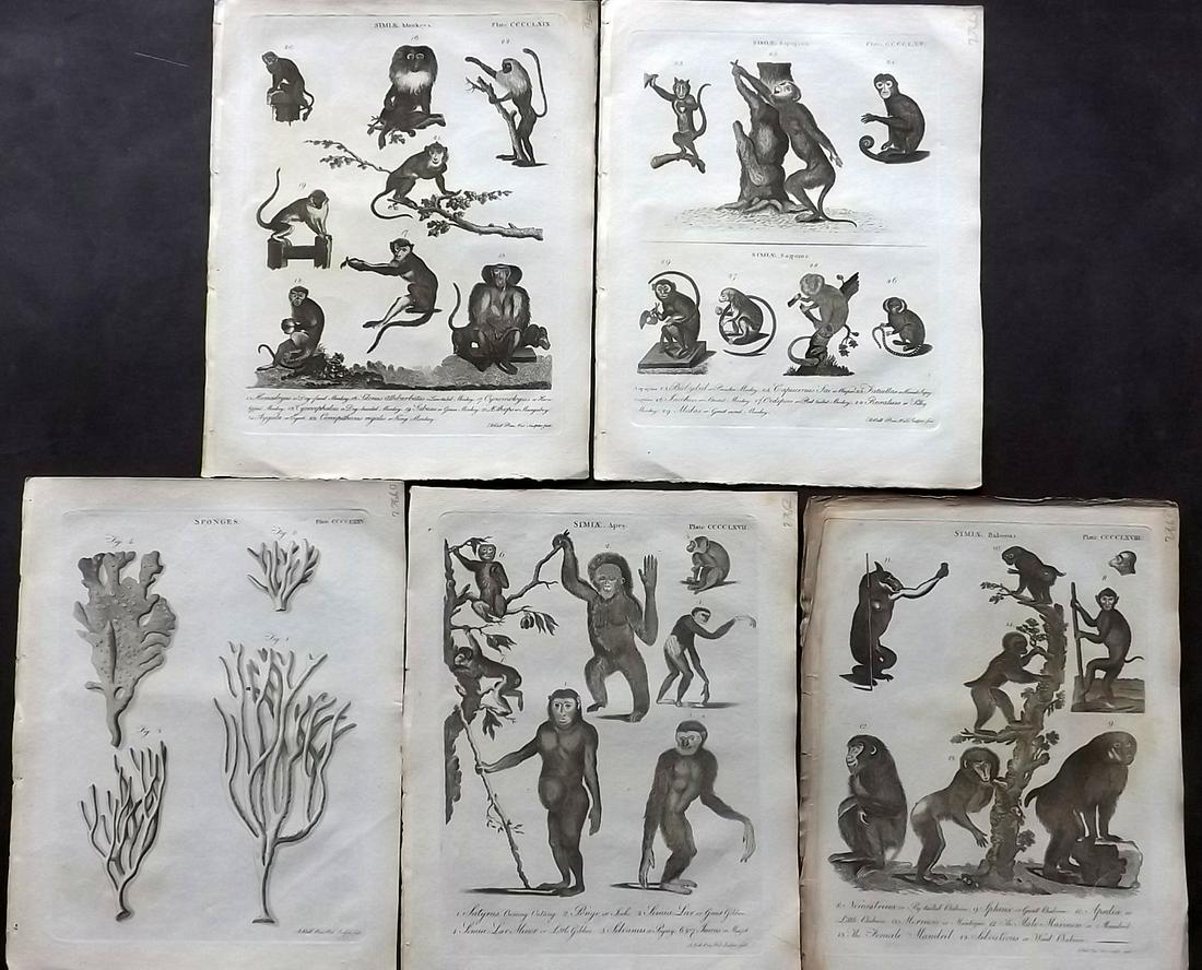 Encyclopaedia Britannica 1797 Lot of 5 Prints (1 of 2)
