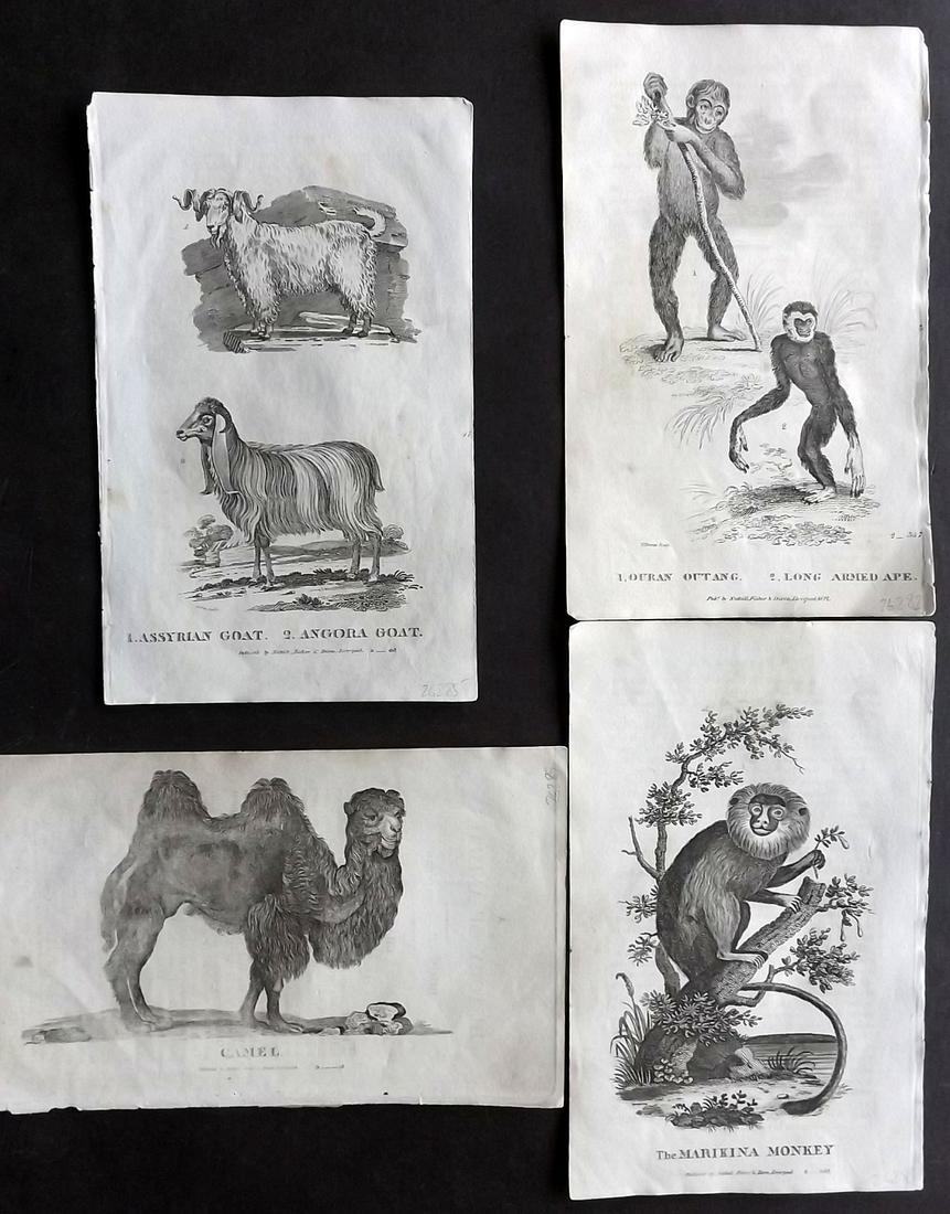 Goldsmith, Oliver C1815 Lot of 4 Animal Prints (1 of 2)