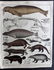 Oken, Lorenz 1843 Hand Col Print. Walrus, Wolverine