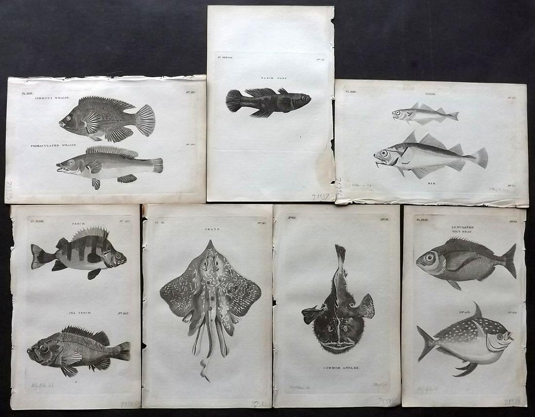 Pennant, Thomas 1776 Lot of 7 Fish Prints: Copper Plates Published 1776-77, London for "British Zoology" by Thomas Pennant. Paper Size: 8 x 5 inch (20 x 13.5cm) A couple with minor toning, otherwise good condition