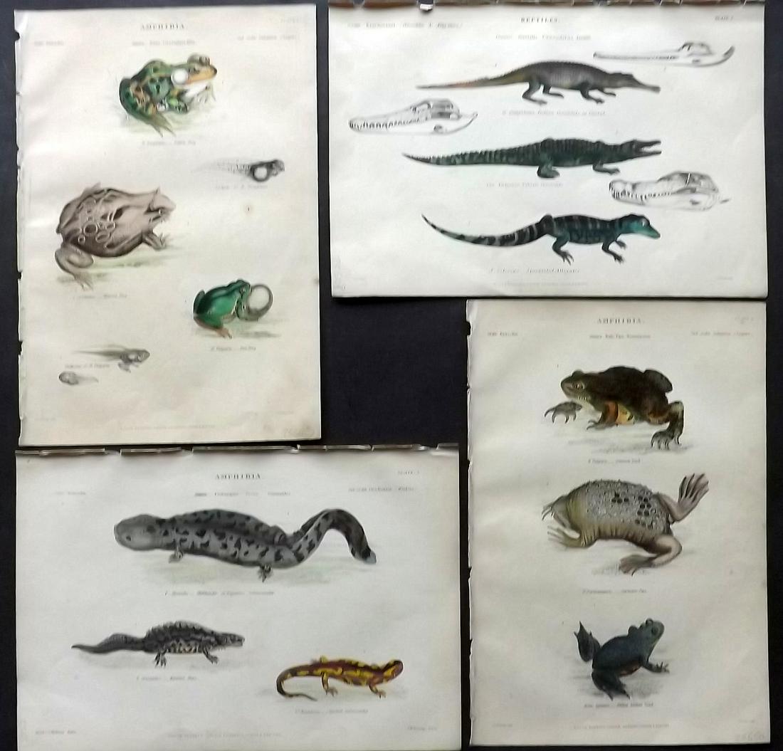Richardson, John 1862 Lot of 4 HC Prints. Reptiles: Steel Engravings/Etchings Published 1859-62 by William Mackenzie, Edinburgh & London for "The Museum of Natural History" by John Richardson. Paper Size: 10.5 x 7 inch (27 x 18cm) Very minor toning in