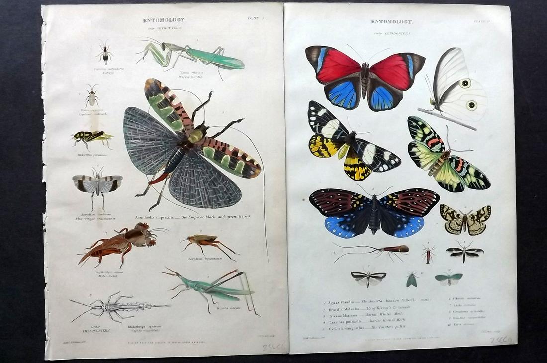 Richardson, John 1862 Pair of HC Prints. Butterfly (1 of 2)