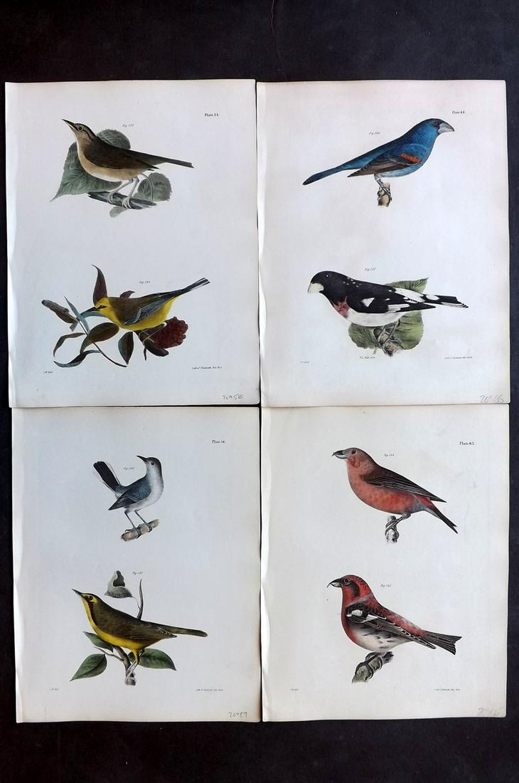 de Kay, James 1844 Lot of 4 HCol New York Bird Prints: Hand Colored Lithographs Published 1844, New York for "Zoology of New York; or, The New York Fauna" Part of the "Natural History of New York" Series by James E. de Kay. Paper Size: 11 x 9 inch (28 x 2