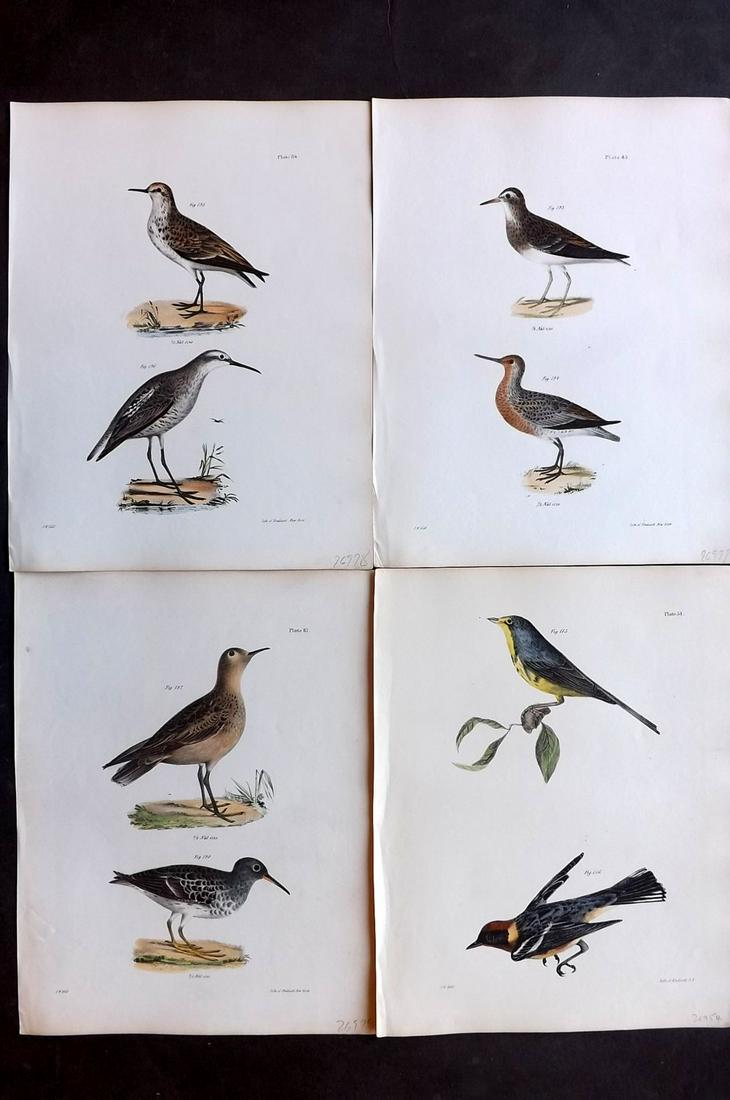 de Kay, James 1844 Lot of 4 HCol New York Bird Prints: Hand Colored Lithographs Published 1844, New York for "Zoology of New York; or, The New York Fauna" Part of the "Natural History of New York" Series by James E. de Kay. Paper Size: 11 x 9 inch (28 x 2
