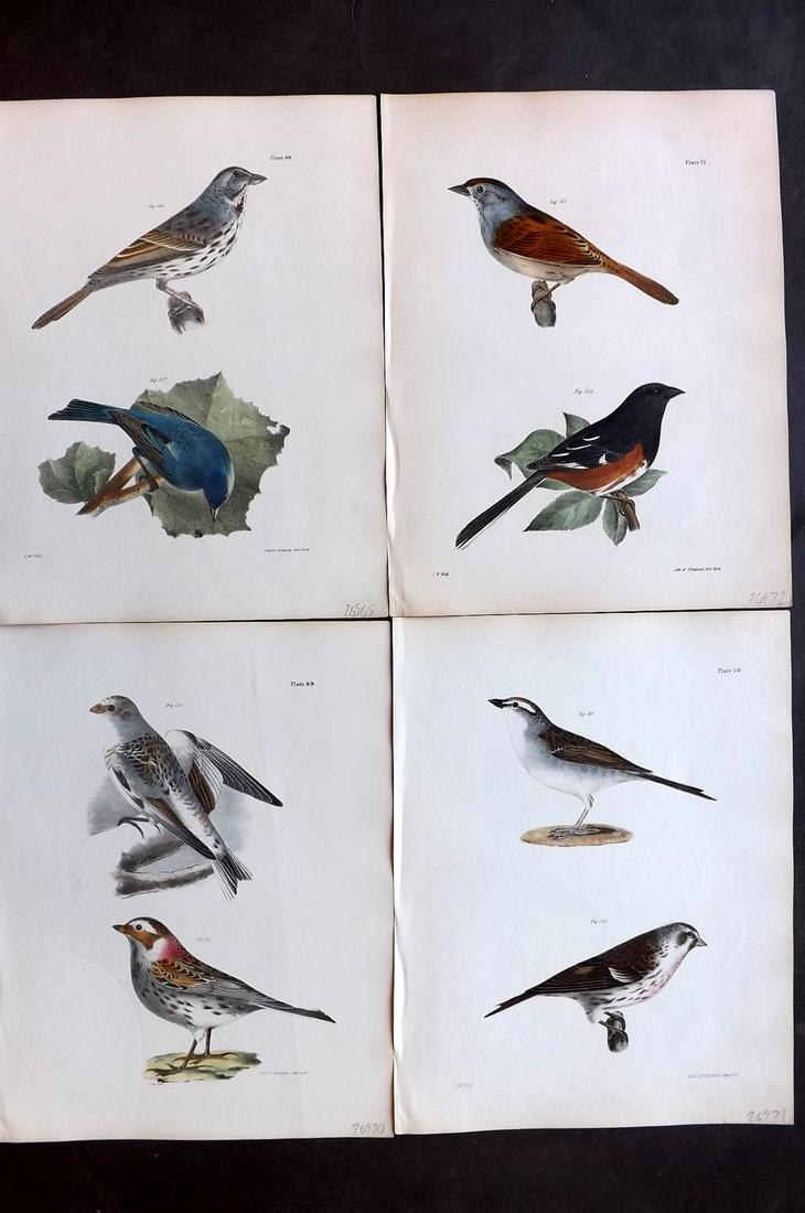de Kay, James 1844 Lot of 4 HCol New York Bird Prints: Hand Colored Lithographs Published 1844, New York for "Zoology of New York; or, The New York Fauna" Part of the "Natural History of New York" Series by James E. de Kay. Paper Size: 11 x 9 inch (28 x 2