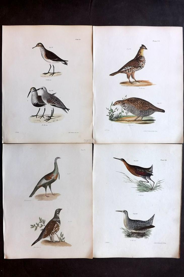 de Kay, James 1844 Lot of 4 HCol New York Bird Prints: Hand Colored Lithographs Published 1844, New York for "Zoology of New York; or, The New York Fauna" Part of the "Natural History of New York" Series by James E. de Kay. Paper Size: 11 x 9 inch (28 x 2