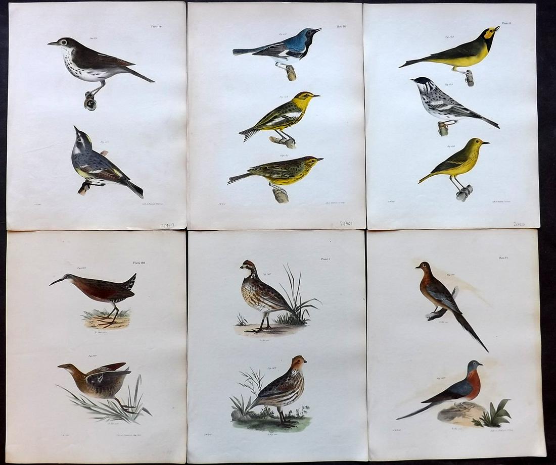 de Kay, James 1844 Lot of 6 HCol New York Bird Prints (1 of 2)