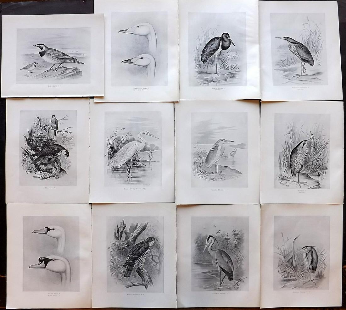 Frohawk, F. 1898 Lot of 12 Antique Bird Prints: Lithographs Published 1896-98, London for "British Birds with their Nests and Eggs" by Arthur G. Butler. Illustrated by Frederick William Frohawk. Paper Size: 12 x 9.5 inch (30 x 24cm) Good Condition