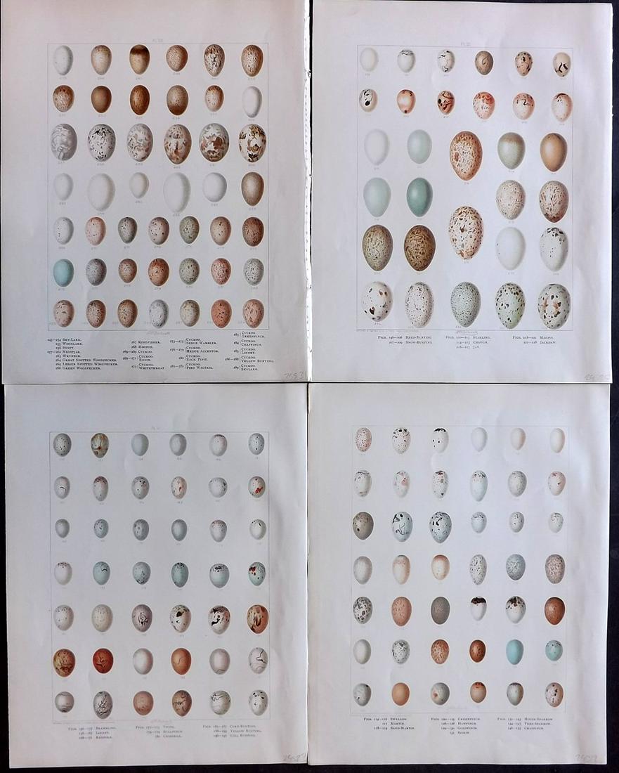Frohawk, F. 1898 Lot of 4 Bird Egg Prints: Chromolithographs Published 1896-98, London for "British Birds with their Nests and Eggs" by Arthur G. Butler. Illustrated by Frederick William Frohawk. Paper Size: 12 x 9.5 inch (30 x 24cm) Good Cond