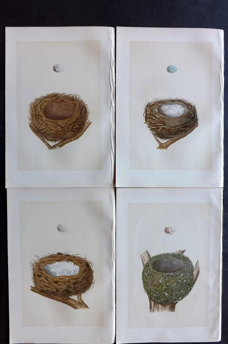 Morris, Francis 1875 Lot of 4 Bird Nest Prints: Woodblocks Published 1875, London for "A Natural History of the Nests and Eggs of British Birds" By the Rev. Francis Orpen Morris, printed Benjamin Fawcett. Most Plates printed in colours and finished