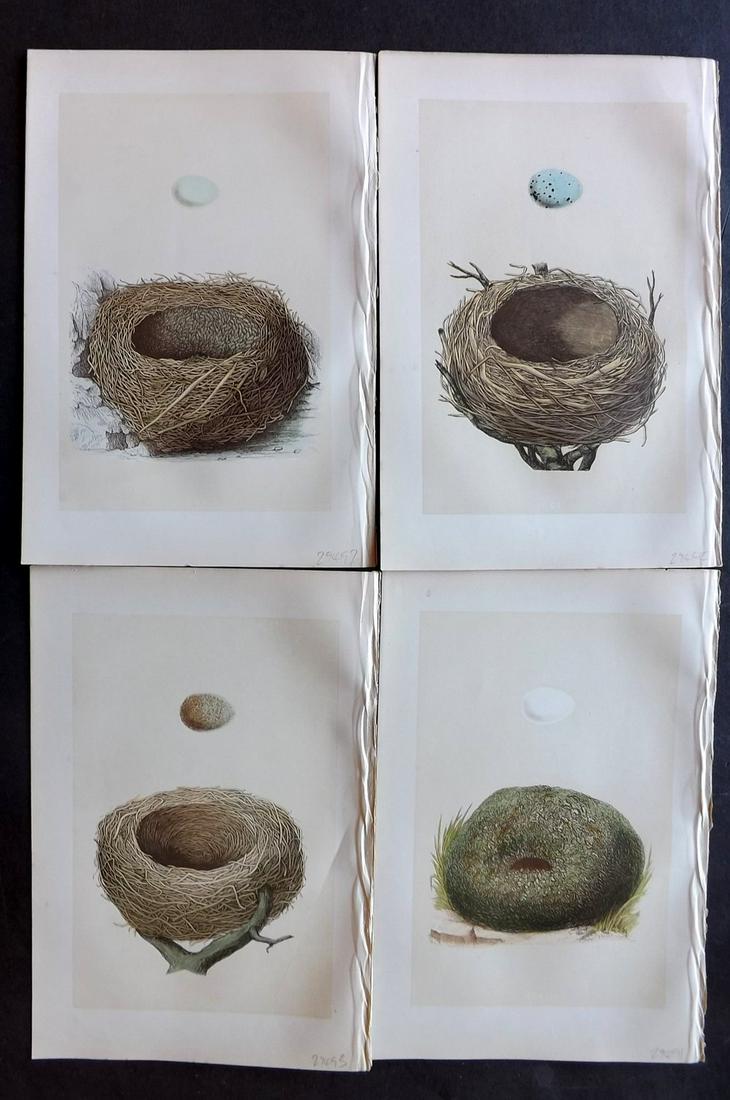 Morris, Francis 1875 Lot of 4 Bird Nest Prints: Woodblocks Published 1875, London for "A Natural History of the Nests and Eggs of British Birds" By the Rev. Francis Orpen Morris, printed Benjamin Fawcett. Most Plates printed in colours and finished
