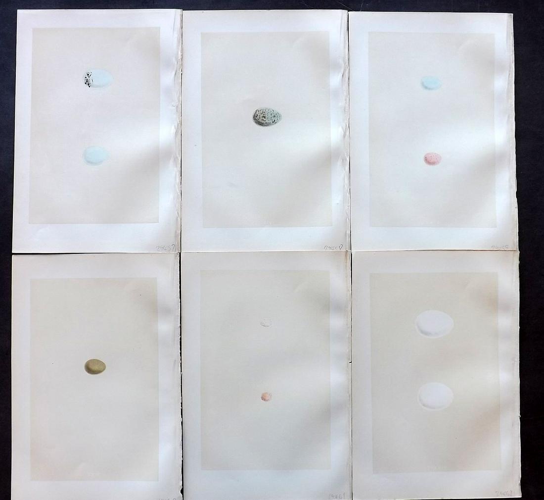 Morris, Francis 1875 Lot of 6 Bird Egg Prints: Woodblocks Published 1875, London for "A Natural History of the Nests and Eggs of British Birds" By the Rev. Francis Orpen Morris, printed Benjamin Fawcett. Most Plates printed in colours and finished