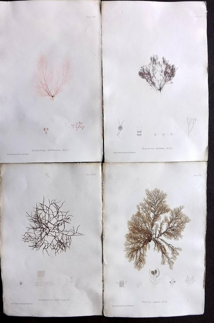 Bradbury, Henry 1859 Lot of 4 Seaweed Prints: Nature Printed Seaweed Prints Published 1859, by Henry Bradbury, London for "The Nature-Printed British Sea-Weeds" by William Grosart Johnstone and Alexander Croall. Paper Size: 9.5 x 6 inch (24 x 15c