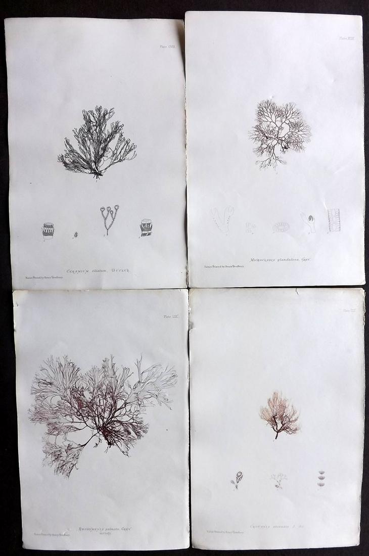 Bradbury, Henry 1859 Lot of 4 Seaweed Prints: Nature Printed Seaweed Prints Published 1859, by Henry Bradbury, London for "The Nature-Printed British Sea-Weeds" by William Grosart Johnstone and Alexander Croall. Paper Size: 9.5 x 6 inch (24 x 15c