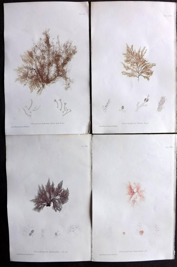 Bradbury, Henry 1859 Lot of 4 Seaweed Prints: Nature Printed Seaweed Prints Published 1859, by Henry Bradbury, London for "The Nature-Printed British Sea-Weeds" by William Grosart Johnstone and Alexander Croall. Paper Size: 9.5 x 6 inch (24 x 15c