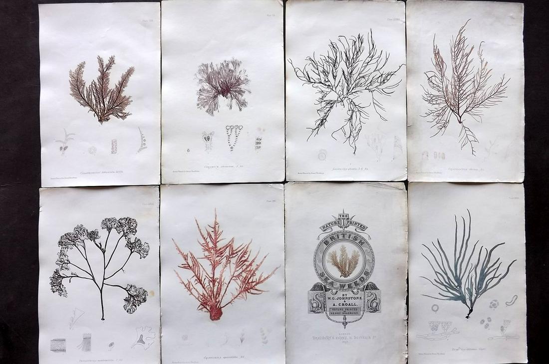 Bradbury, Henry 1859 Lot of 8 Seaweed Prints: One is the illustrated Title Page. Nature Printed Seaweed Prints Published 1859, by Henry Bradbury, London for "The Nature-Printed British Sea-Weeds" by William Grosart Johnstone and Alexander Croall.