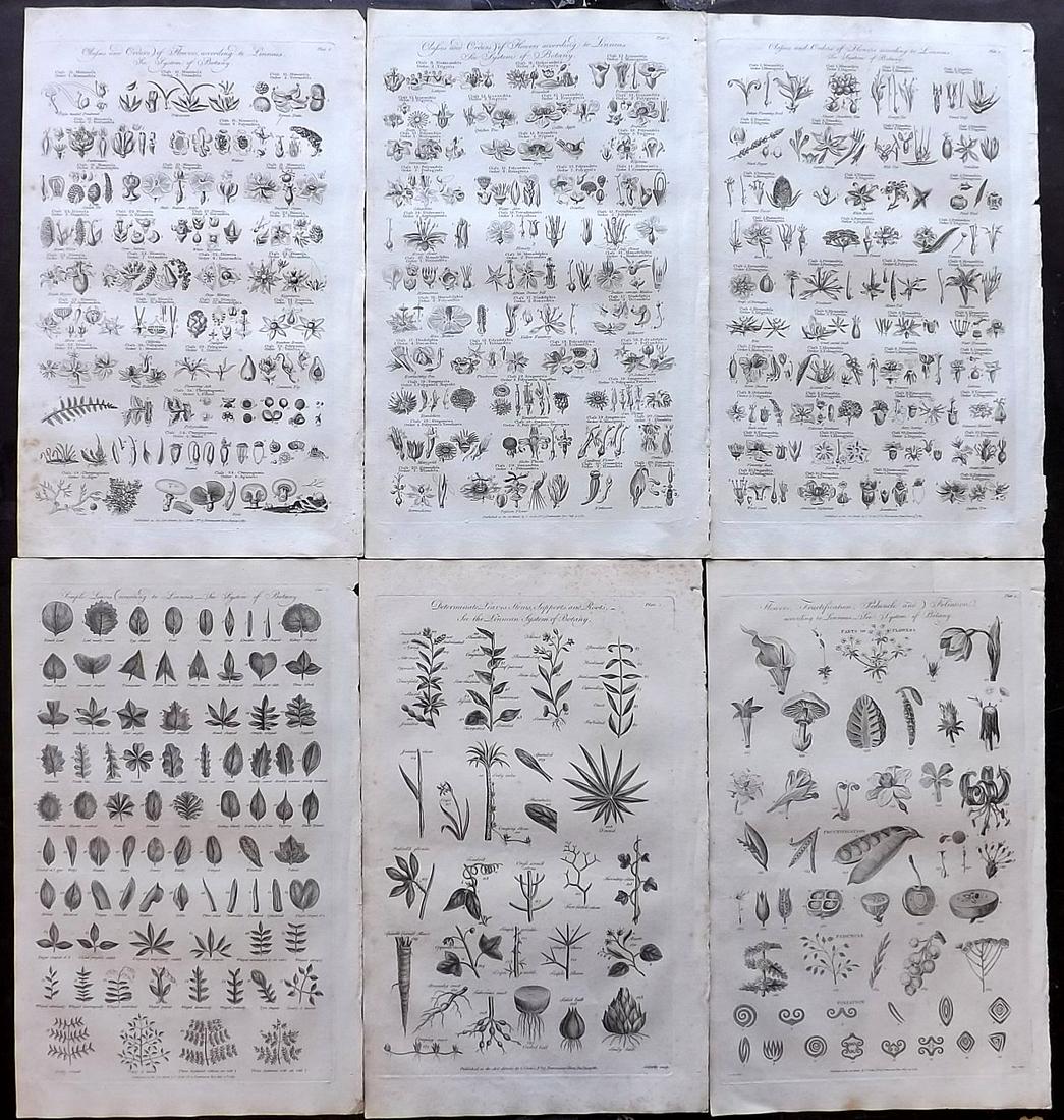 Hall, William 1791 Lot of 6 Folio Botanical Prints: Copper Plates Published 1789-91 by C. Cooke, London for "The New Royal Encyclopedia, Or, Complete Modern Universal Dictionary of Arts and Sciences..." by William Henry Hall. Paper Size: 15 x 9.5 inch 