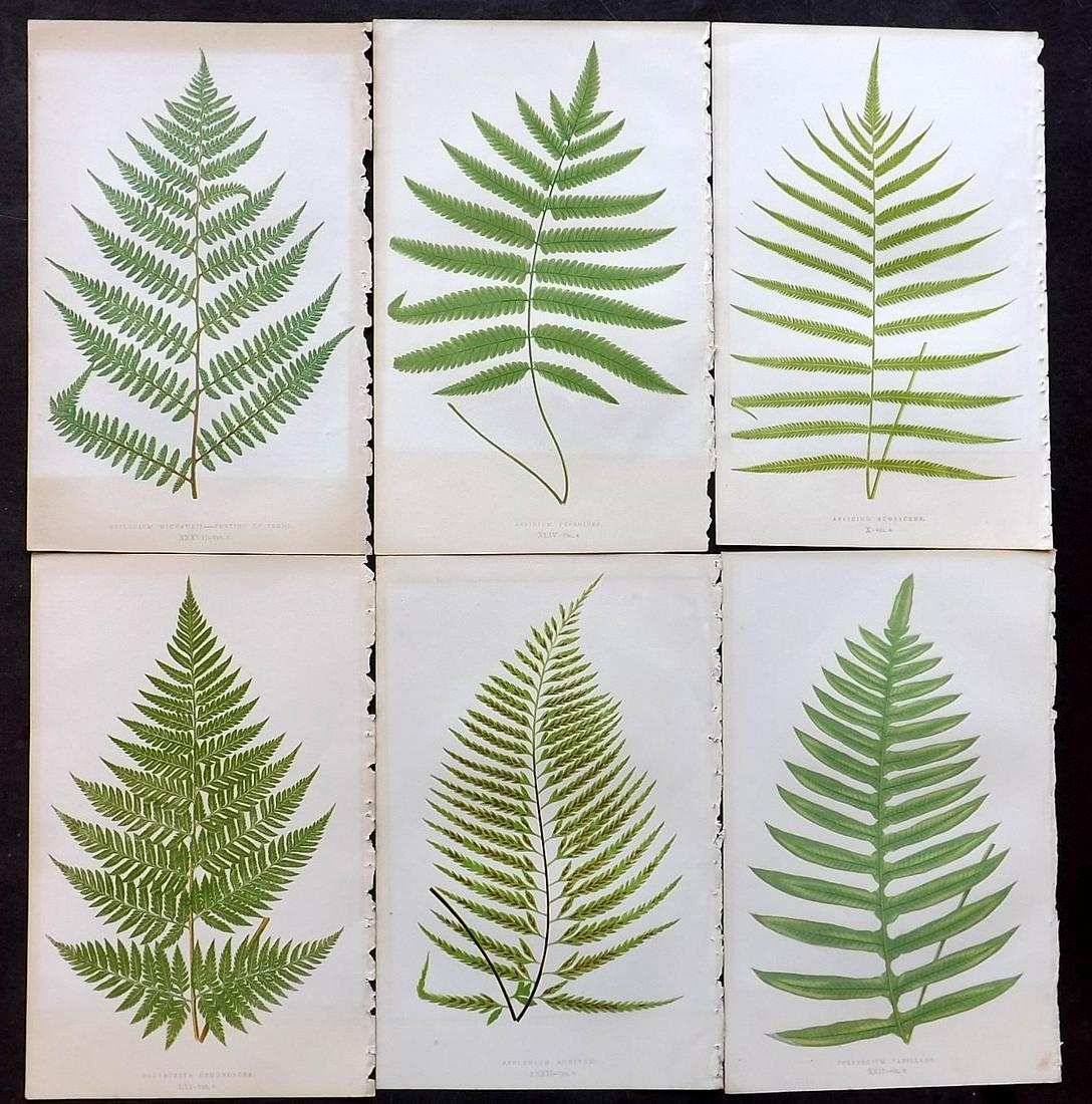 Lowe, Edward 1860 Lot of 6 Antique Fern Prints: Woodblocks Published 1856-60 by Groombridge and Sons, London for "Ferns: British and Exotic" by Edward Lowe. Illustrated by A.F. Lydon. Printed by Benjamin Fawcett. Paper Size: 10 x 6 inch (25 x 15cm)