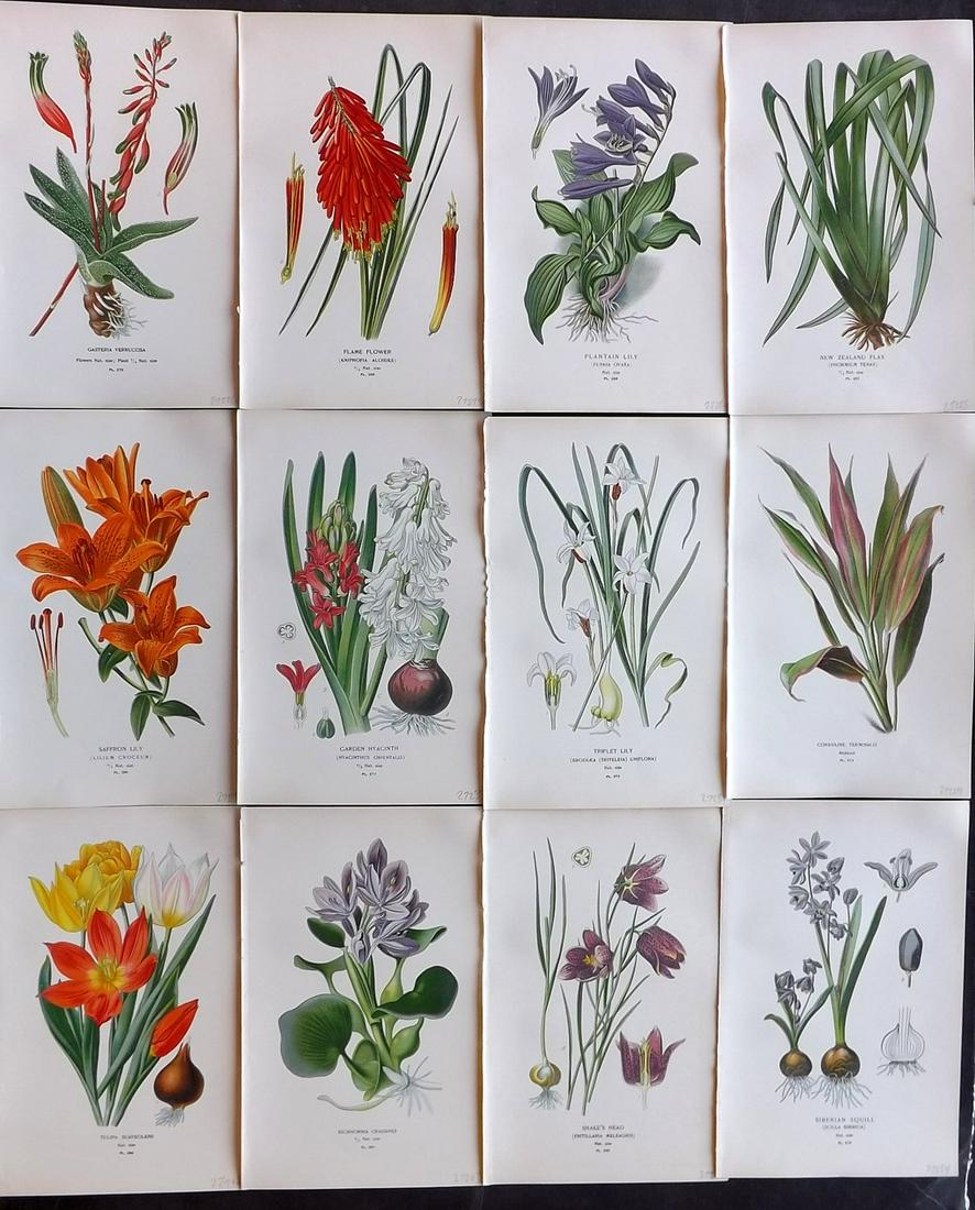 Step, Edward 1897 Lot of 12 Botanical Prints: Chromolithograph Published 1896-97 by Frederick Warne & Co., London for "Favourite Flowers of Garden and Greenhouse" by Edward Step and William Waton. Paper Size: 9.5 x 6 inch (24 x 15cm) Good Conditi