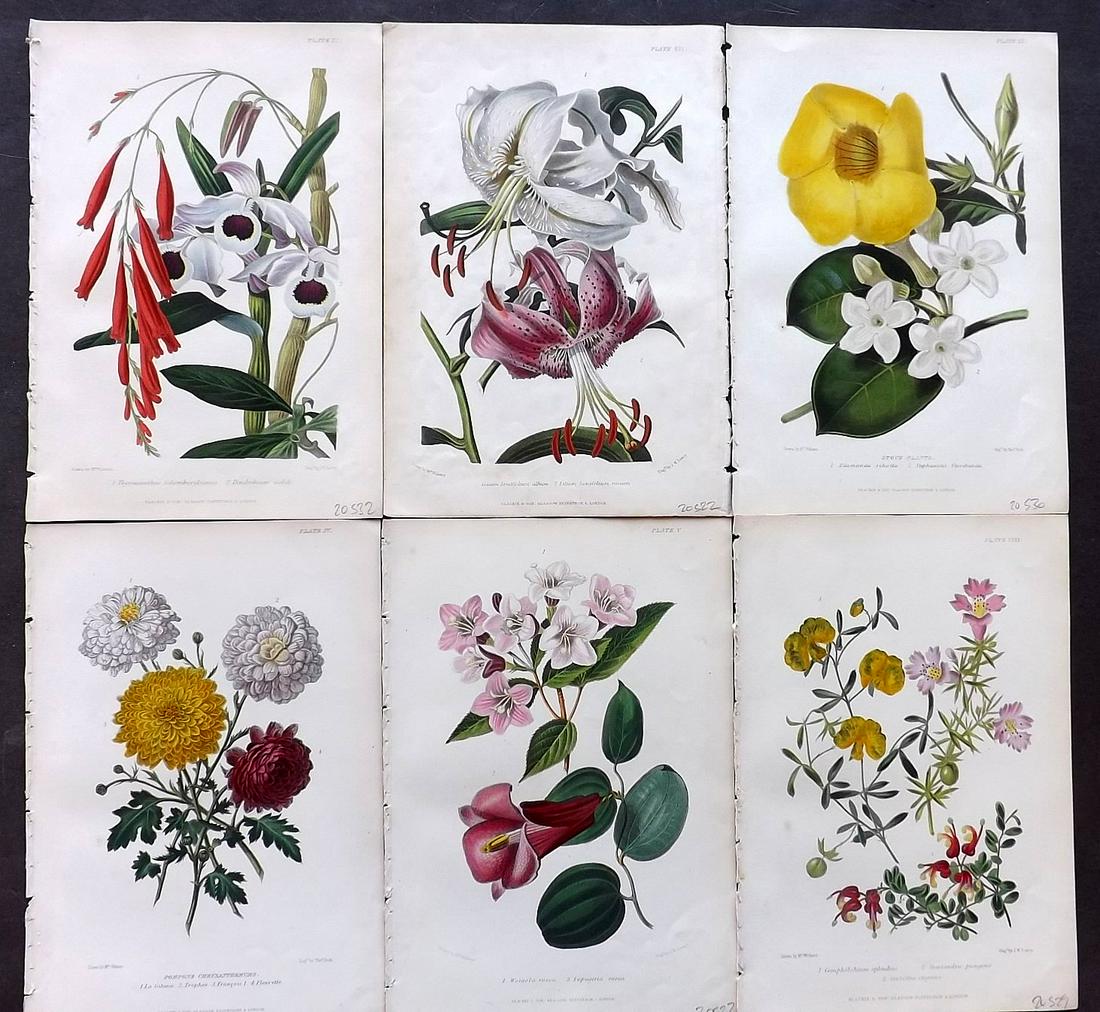 Thompson, Robert C1860 Lot of 6 HC Botanical Prints: Hand Coloured Steel Engravings Published C1860, London for "The Gardener's Assistant..." by Robert Thompson. Paper Size: 9.5 x 6.5 inch (24 x 16.5cm) Good Condition