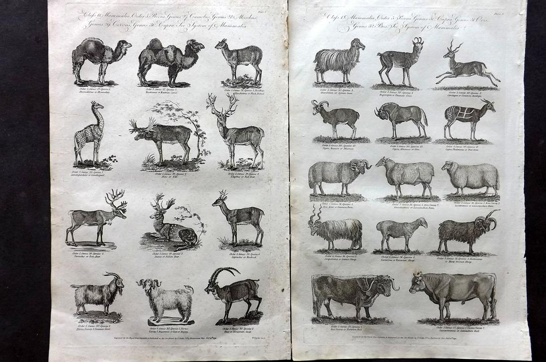 Hall, William 1791 pair of Folio Prints. Quadrupeds (1 of 2)