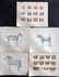 Miles, W. J. C1895 Lot of 5 Prints. Horse Anatomy,