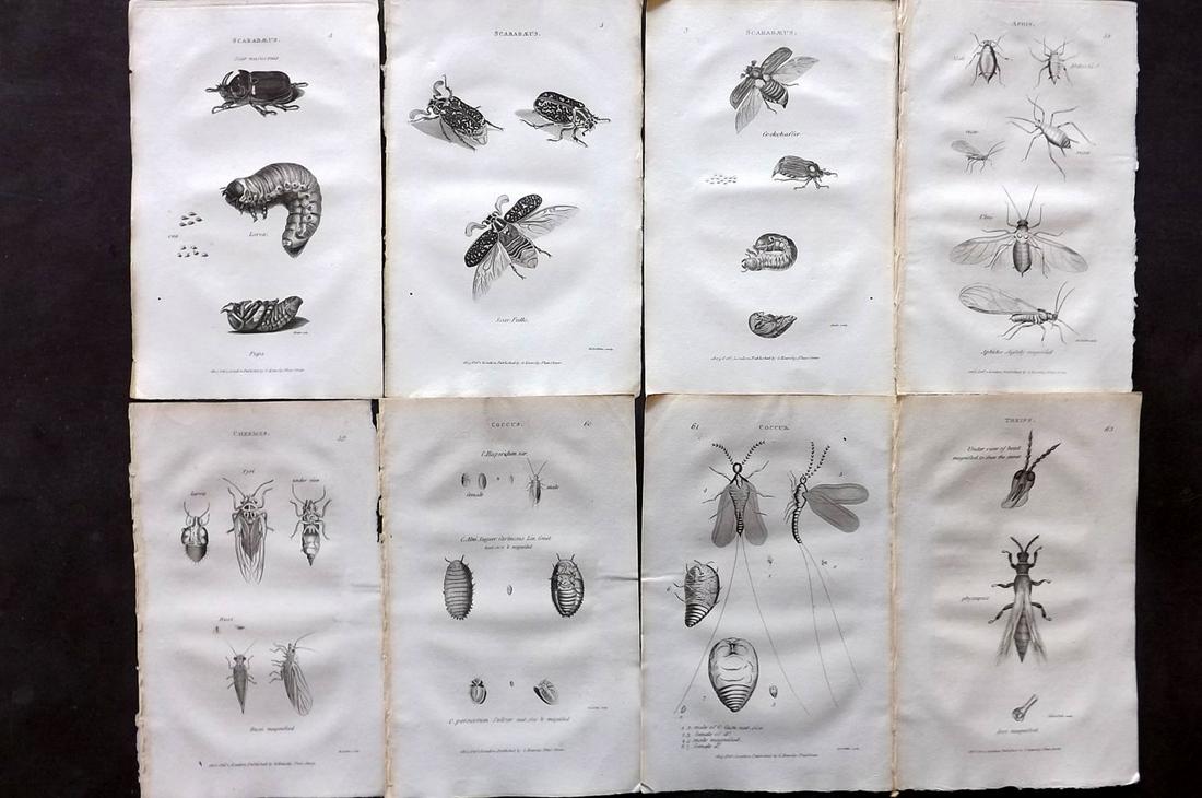 Shaw, George 1805 Lot of 8 Prints. Insects: Copper Plates Published 1800-26 by G.Kearsley, London for "General Zoology or Systematic Natural History" by George Shaw. Paper Size: 8.5 x 5.5 inch (24 x 16.5cm) Good Condition
