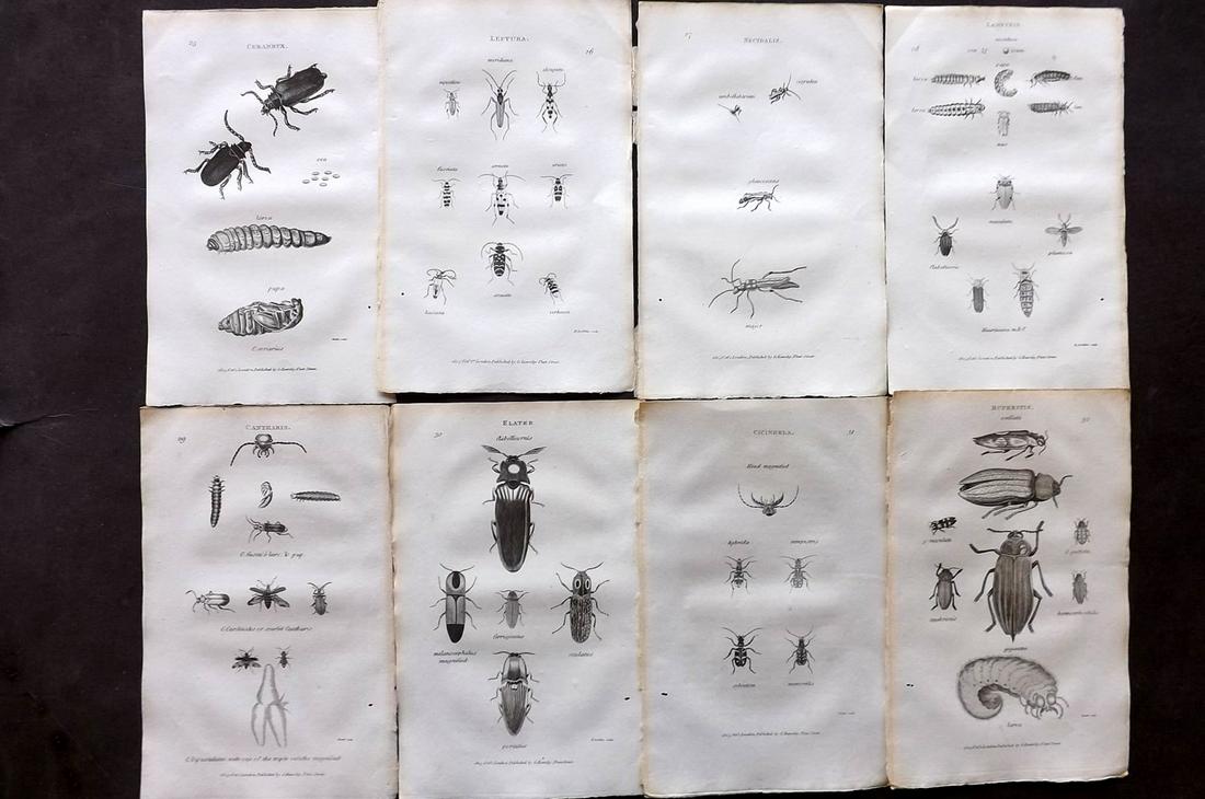 Shaw, George 1805 Lot of 8 Prints. Insects: Copper Plates Published 1800-26 by G.Kearsley, London for "General Zoology or Systematic Natural History" by George Shaw. Paper Size: 8.5 x 5.5 inch (24 x 16.5cm) Good Condition