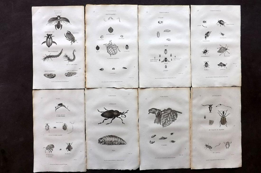 Shaw, George 1805 Lot of 8 Prints. Insects: Copper Plates Published 1800-26 by G.Kearsley, London for "General Zoology or Systematic Natural History" by George Shaw. Paper Size: 8.5 x 5.5 inch (24 x 16.5cm) Good Condition