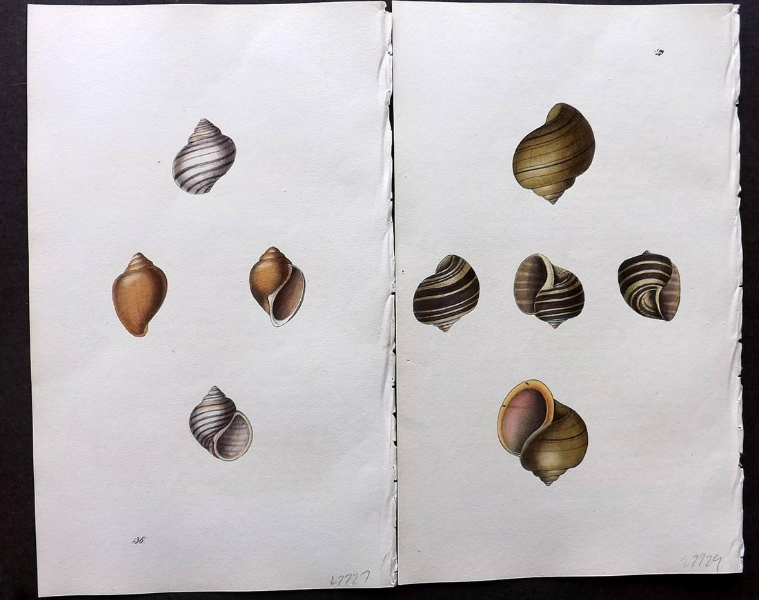 Swainson, William 1820 Pair Hand Col Shell Prints (1 of 2)