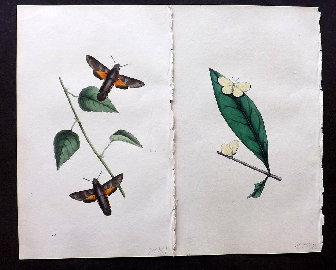 Swainson, William 1820 Pair HC Prints. Moth, Butterfly (1 of 2)