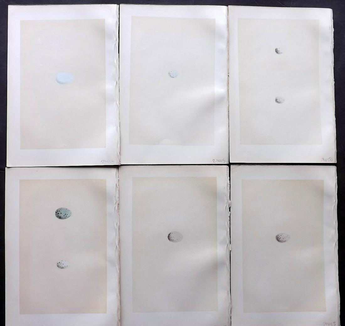 Morris, Francis 1870 Lot of 6 Bird Egg Prints: Woodblocks Published 1870, London for "A Natural History of the Nests and Eggs of British Birds" By the Rev. Francis Orpen Morris, printed Benjamin Fawcett. Most Plates printed in colours and finished
