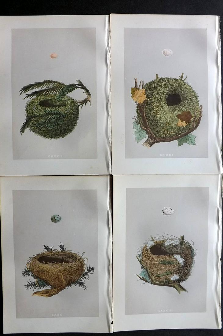 Morris, Francis 1875 Lot of 4 Bird Nest Prints: Woodblocks Published 1875, London for "A Natural History of the Nests and Eggs of British Birds" By the Rev. Francis Orpen Morris, printed Benjamin Fawcett. Most Plates printed in colours and finished